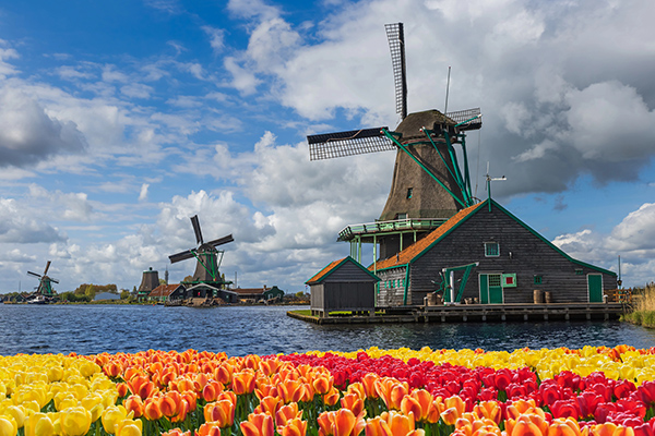 Bright red and yellow tulips in the foreground with historic Dutch windmills along a canal beneath a blue, cloud-filled sky.