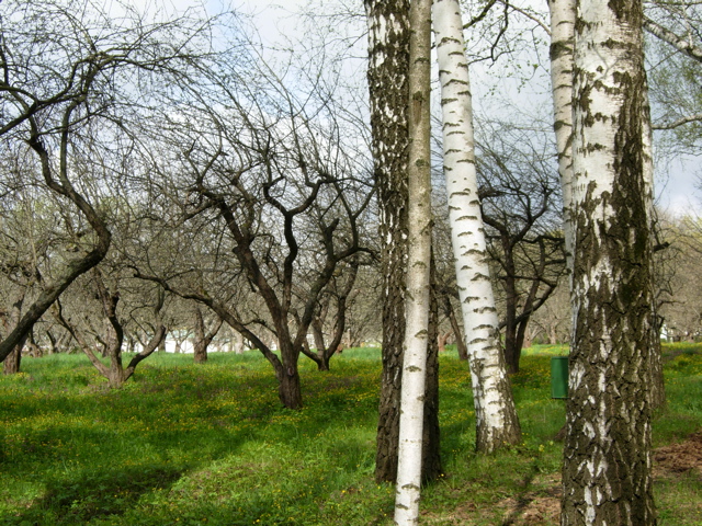 Yasnaya P. orchard
