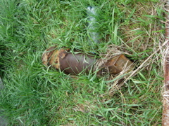bomb in grass