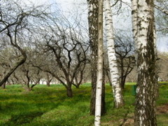 Yasnaya P. orchard